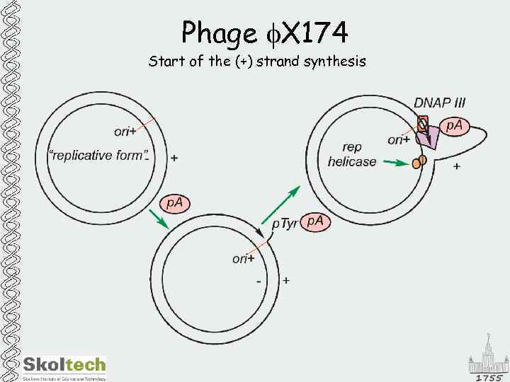 Phage f. X 174 Start of the (+) strand synthesis 