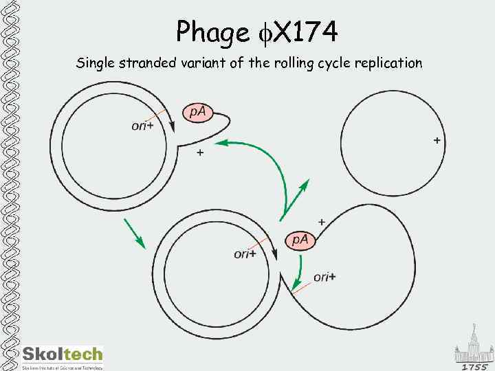 Phage f. X 174 Single stranded variant of the rolling cycle replication 