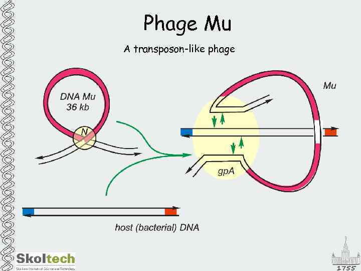 Phage Mu A transposon-like phage 