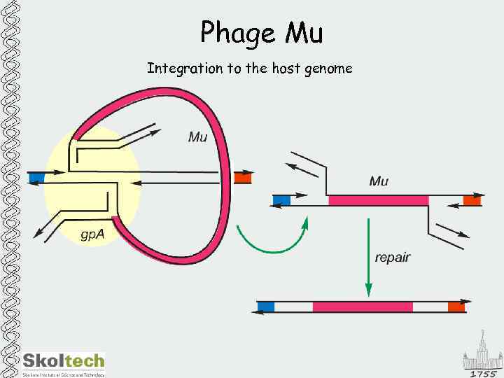 Phage Mu Integration to the host genome 