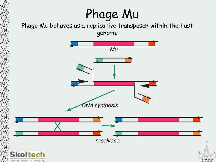 Phage Mu behaves as a replicative transposon within the host genome 