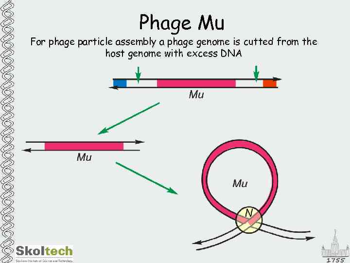 Phage Mu For phage particle assembly a phage genome is cutted from the host