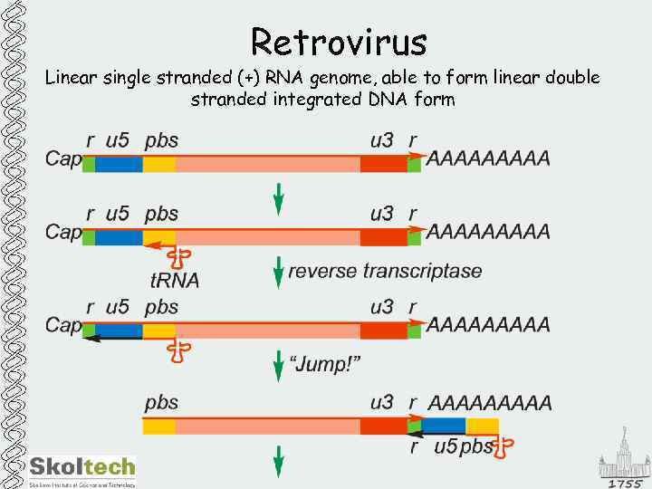 Retrovirus Linear single stranded (+) RNA genome, able to form linear double stranded integrated