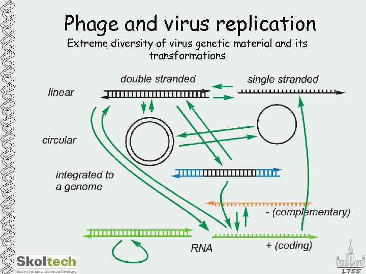 Phage and virus replication Extreme diversity of virus genetic material and its transformations 