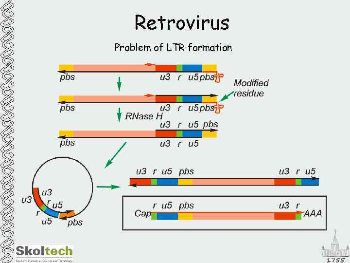 Retrovirus Problem of LTR formation 