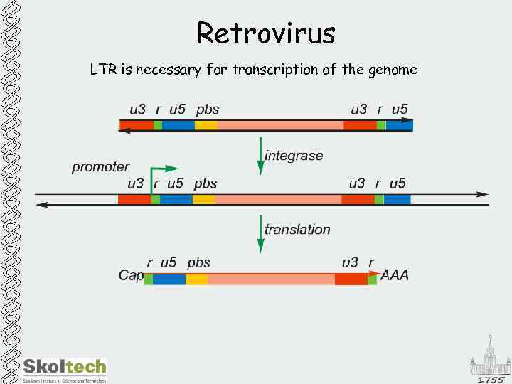 Retrovirus LTR is necessary for transcription of the genome 