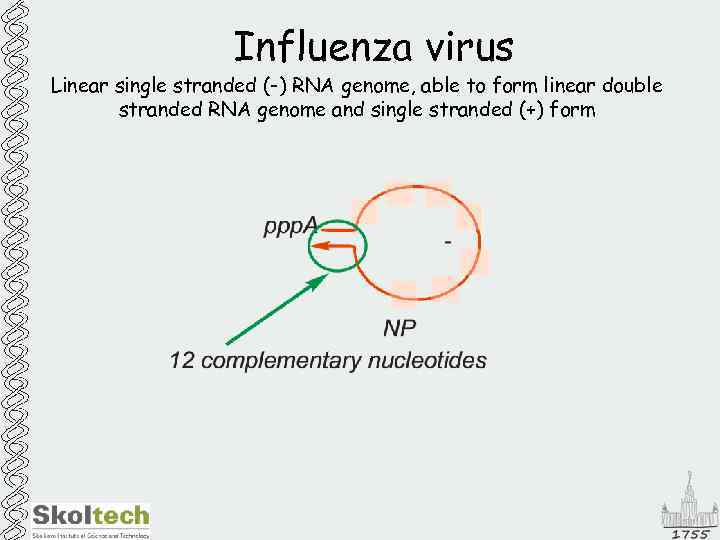 Influenza virus Linear single stranded (-) RNA genome, able to form linear double stranded