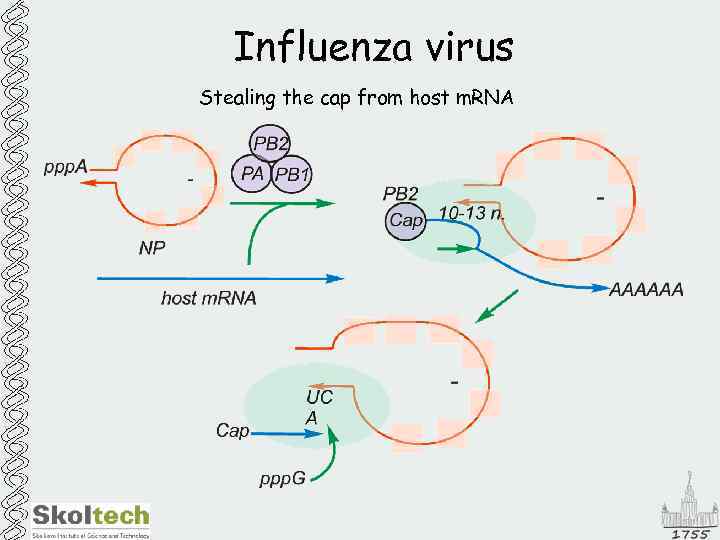 Influenza virus Stealing the cap from host m. RNA 