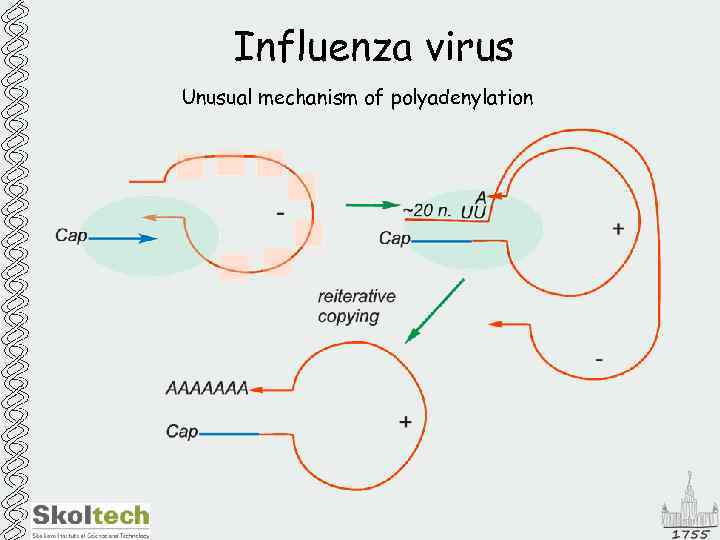 Influenza virus Unusual mechanism of polyadenylation 