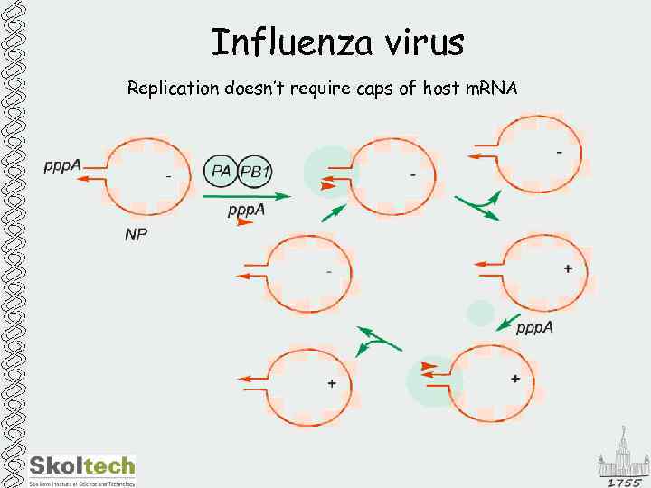 Influenza virus Replication doesn’t require caps of host m. RNA 