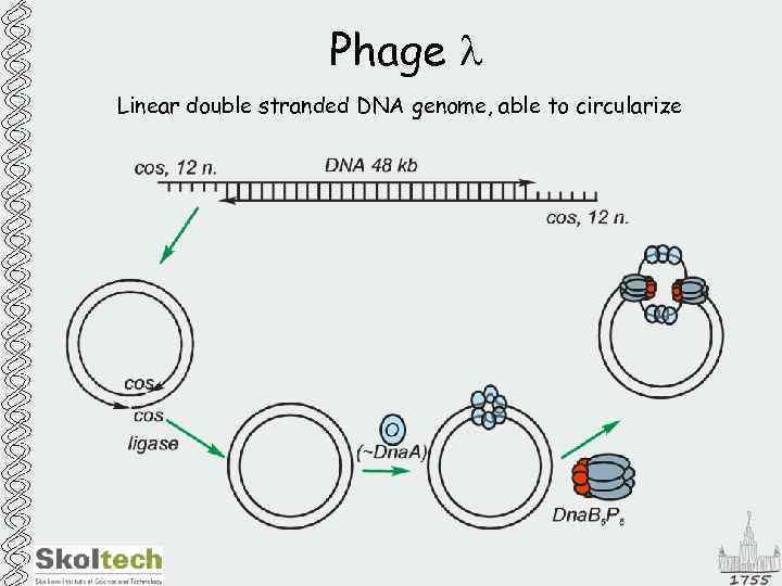 Phage l Linear double stranded DNA genome, able to circularize 