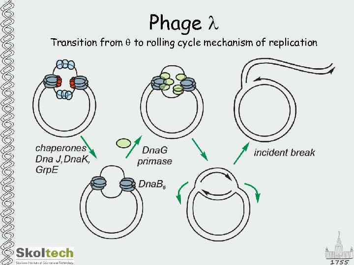 Phage l Transition from to rolling cycle mechanism of replication 