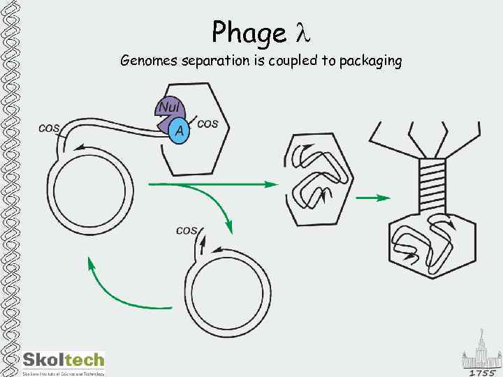 Phage l Genomes separation is coupled to packaging 