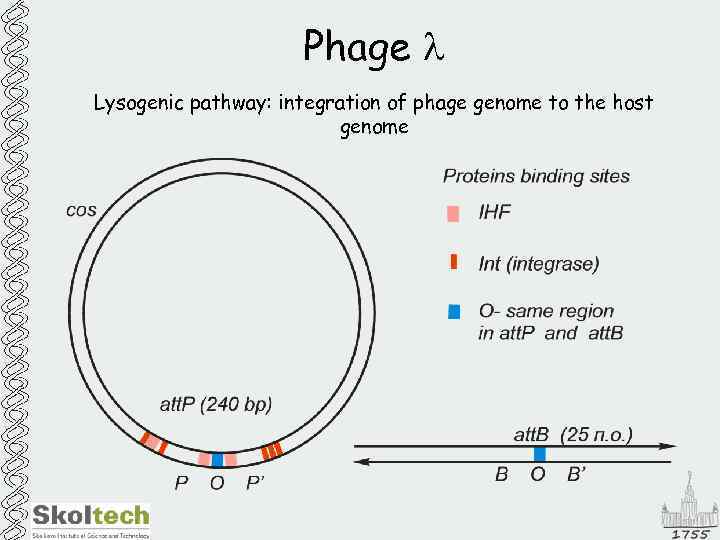 Phage l Lysogenic pathway: integration of phage genome to the host genome 