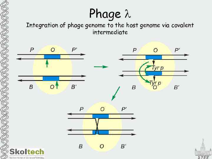 Phage l Integration of phage genome to the host genome via covalent intermediate 