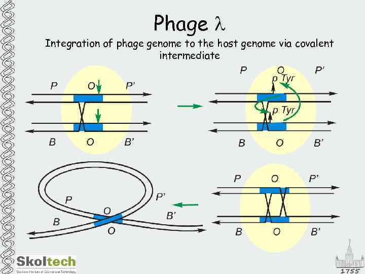 Phage l Integration of phage genome to the host genome via covalent intermediate 