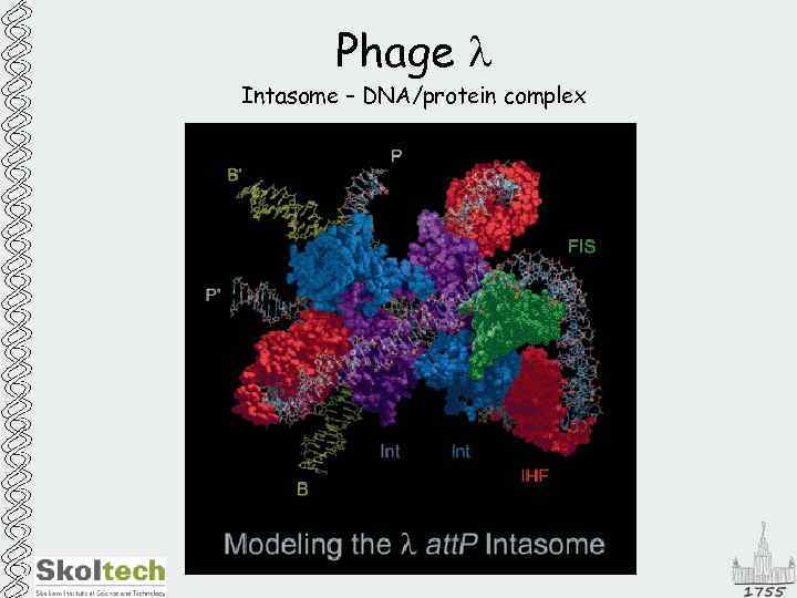 Phage l Intasome – DNA/protein complex 