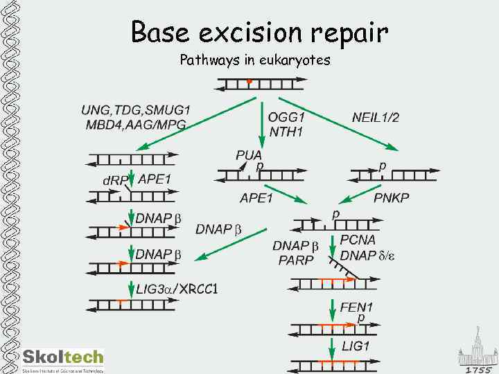 Base excision repair Pathways in eukaryotes 