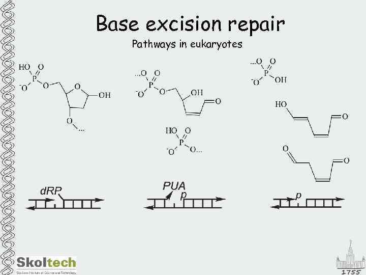 Base excision repair Pathways in eukaryotes 