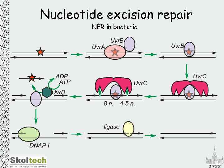 Nucleotide excision repair NER in bacteria 