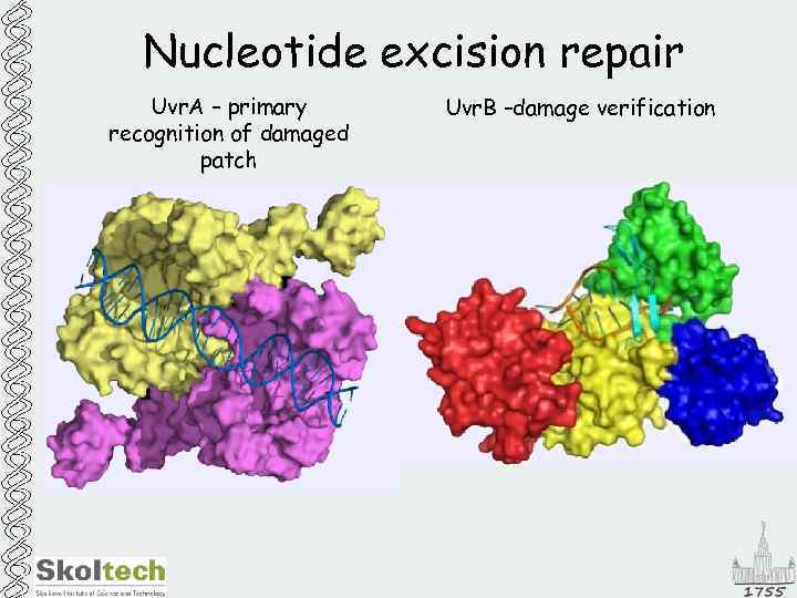 Nucleotide excision repair Uvr. A – primary recognition of damaged patch Uvr. B –damage