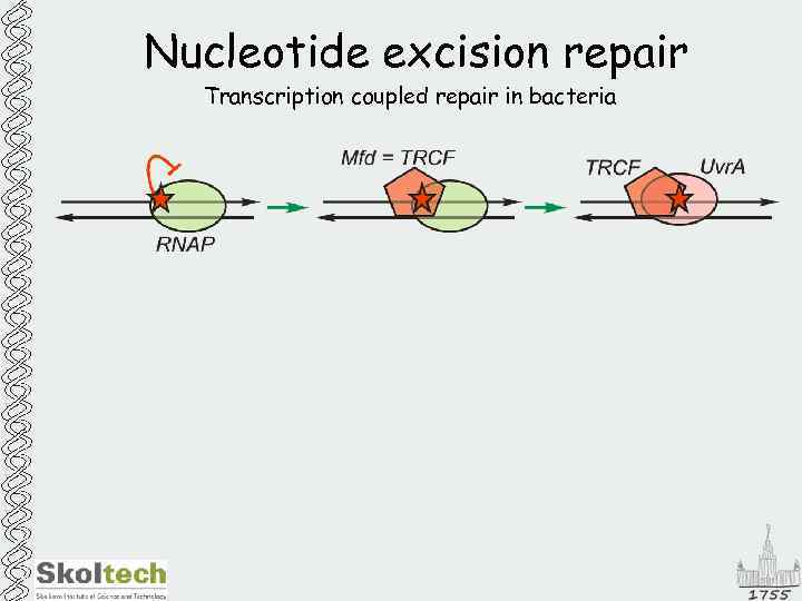 Nucleotide excision repair Transcription coupled repair in bacteria 