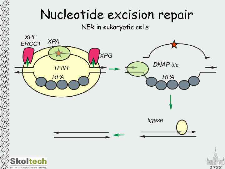 Nucleotide excision repair NER in eukaryotic cells 