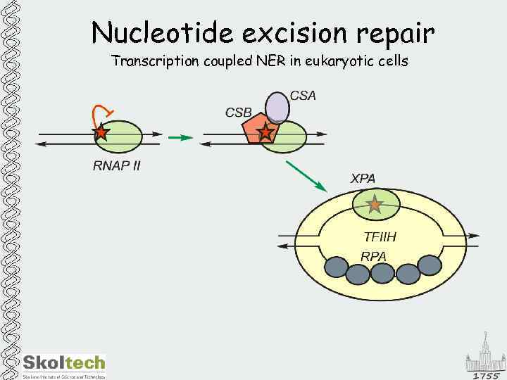 Nucleotide excision repair Transcription coupled NER in eukaryotic cells 