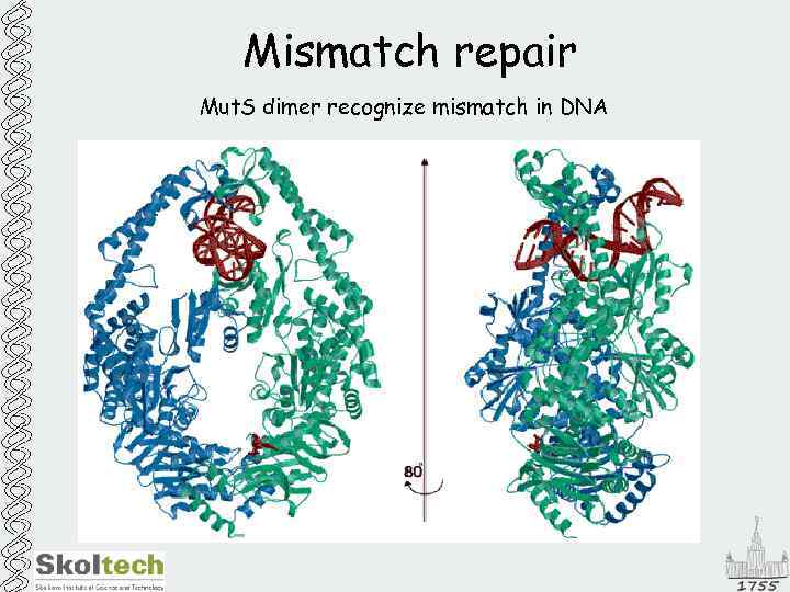 Mismatch repair Mut. S dimer recognize mismatch in DNA 