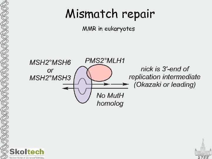 Mismatch repair MMR in eukaryotes 