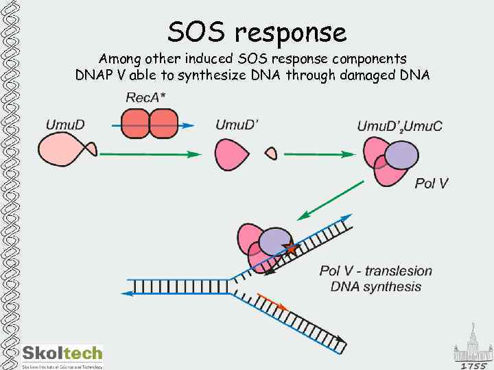 SOS response Among other induced SOS response components DNAP V able to synthesize DNA