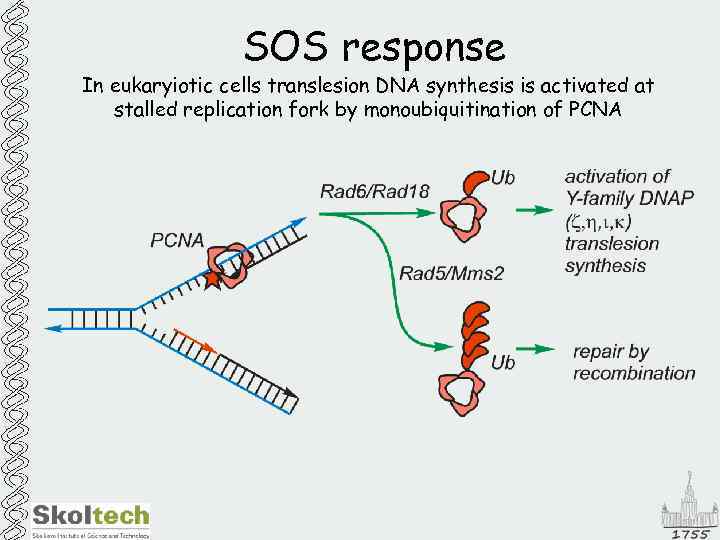 SOS response In eukaryiotic cells translesion DNA synthesis is activated at stalled replication fork