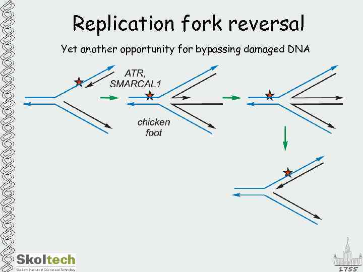 Replication fork reversal Yet another opportunity for bypassing damaged DNA 