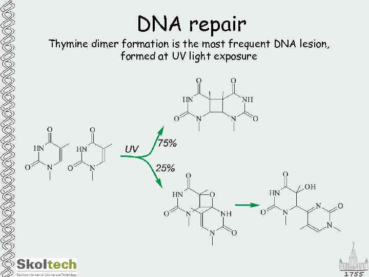 DNA repair Thymine dimer formation is the most frequent DNA lesion, formed at UV