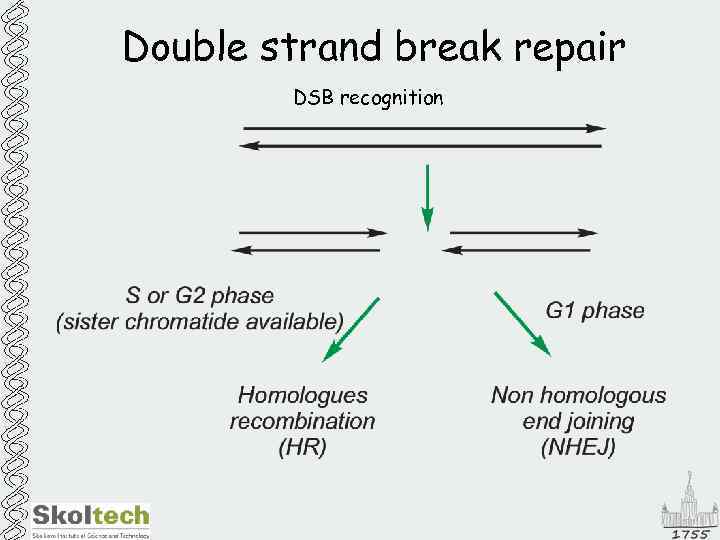 Double strand break repair DSB recognition 