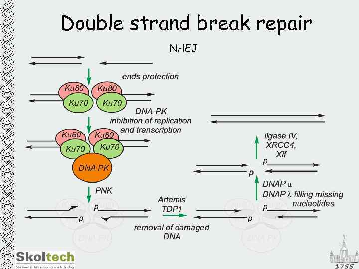 Double strand break repair NHEJ 