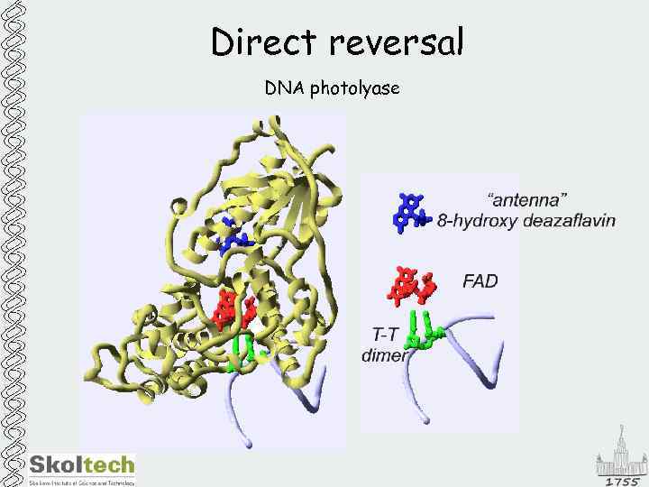 Direct reversal DNA photolyase 