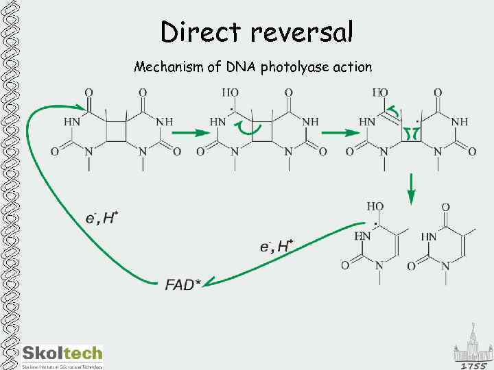 Direct reversal Mechanism of DNA photolyase action 