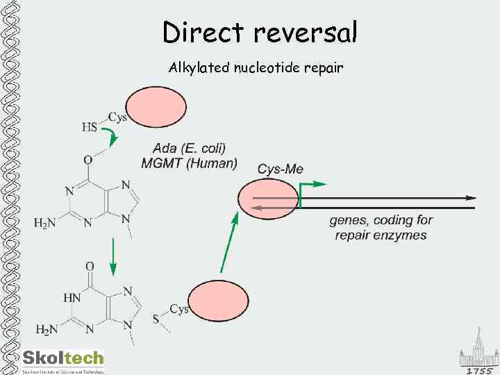 Direct reversal Alkylated nucleotide repair 