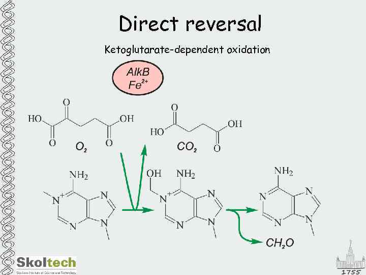 Direct reversal Ketoglutarate-dependent oxidation 