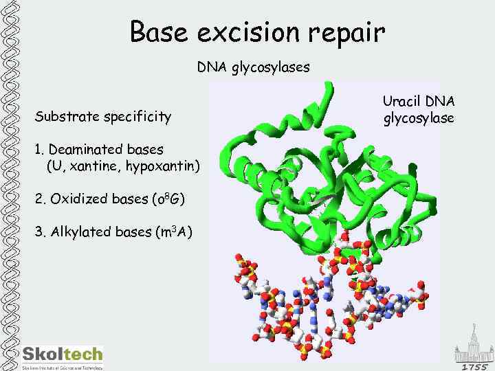 Base excision repair DNA glycosylases Substrate specificity 1. Deaminated bases (U, xantine, hypoxantin) 2.