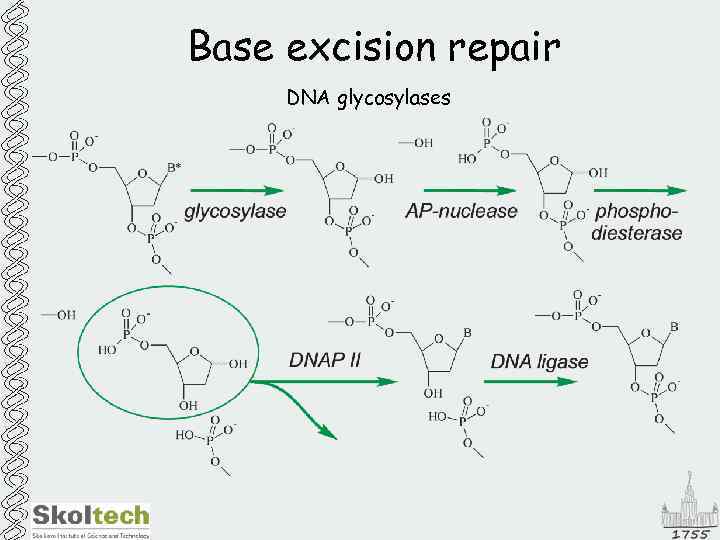 Base excision repair DNA glycosylases 