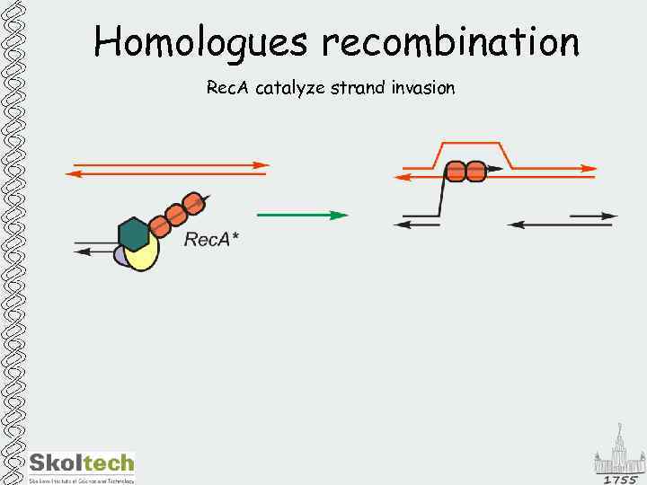 Homologues recombination Rec. A catalyze strand invasion 