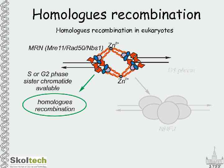 Homologues recombination in eukaryotes 
