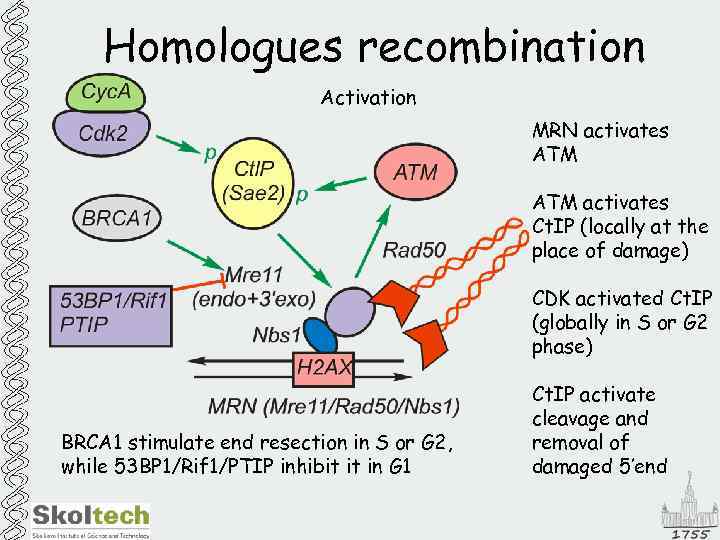 Homologues recombination Activation MRN activates ATM activates Ct. IP (locally at the place of
