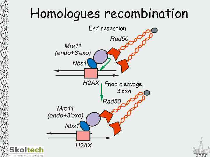 Homologues recombination End resection Endo cleavage, 3’exo 