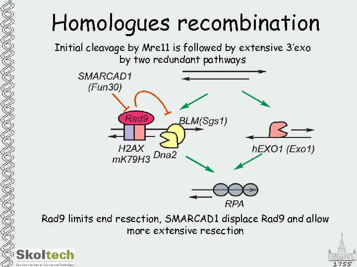 Homologues recombination Initial cleavage by Mre 11 is followed by extensive 3’exo by two