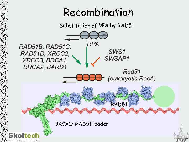 Recombination Substitution of RPA by RAD 51 BRCA 2: RAD 51 loader 