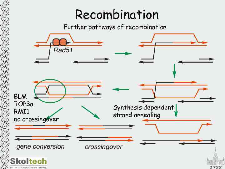 Recombination Further pathways of recombination BLM TOP 3 a RMI 1 no crossingover Synthesis