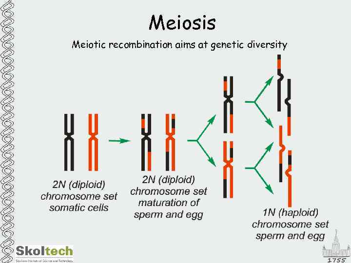 Meiosis Meiotic recombination aims at genetic diversity 